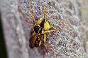Vespula_ZZXYX_F2330_Z_80_Cape Reinga_Nieuw-Zeeland